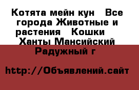 Котята мейн кун - Все города Животные и растения » Кошки   . Ханты-Мансийский,Радужный г.
